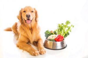 犬　生野菜