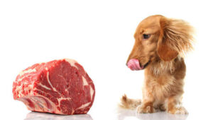 犬　生肉　危険